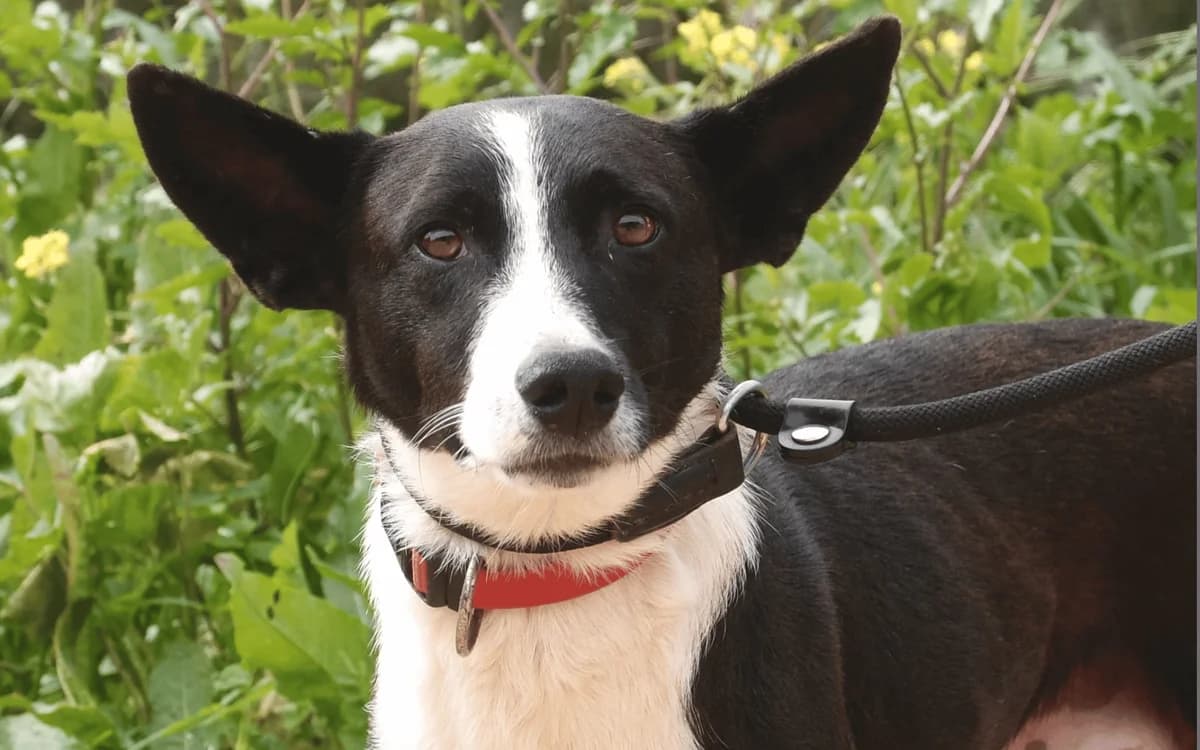 Gigi, weiß-schwarz male 3yo Podenco for adoption at Waisenhunde e.V., Wöllstadt