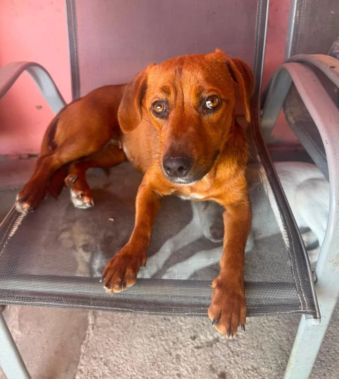 Amber, Karamell female 3yo Mixed Breed for adoption at Waisenhunde e.V., Wöllstadt