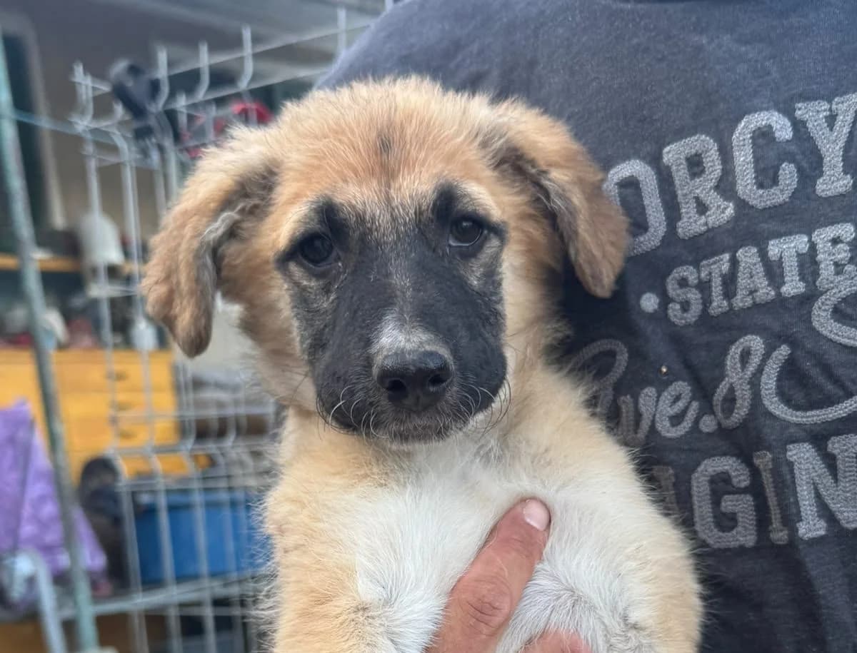 Kira, Blond-weiß-schwarz female puppy Mixed Breed for adoption at Waisenhunde e.V., Wöllstadt