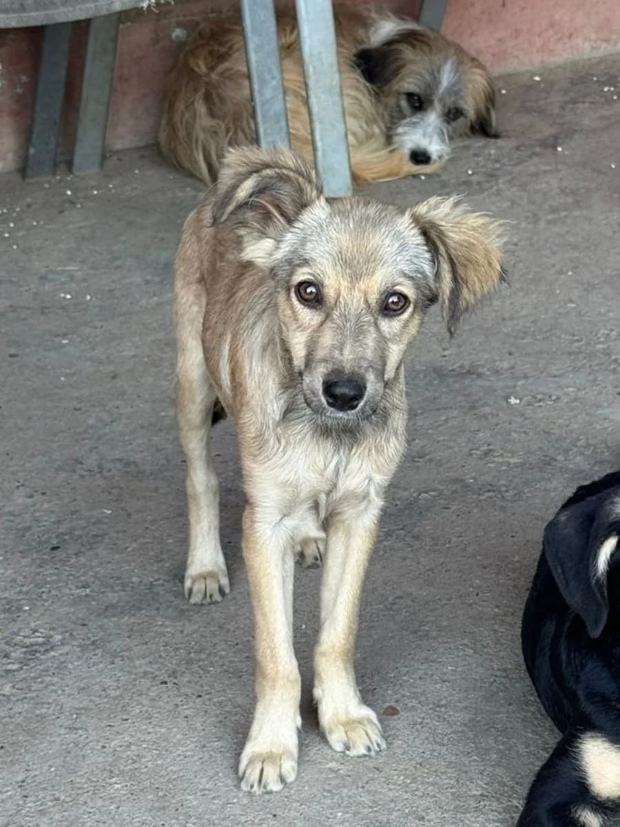 Trudi, Braun - Gestromt female puppy Mixed Breed for adoption at Waisenhunde e.V., Wöllstadt