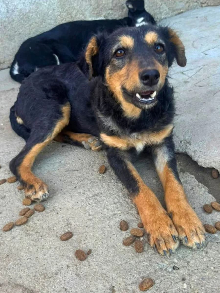 Emil, schwarz-braun male puppy Mixed Breed for adoption at Waisenhunde e.V., Wöllstadt
