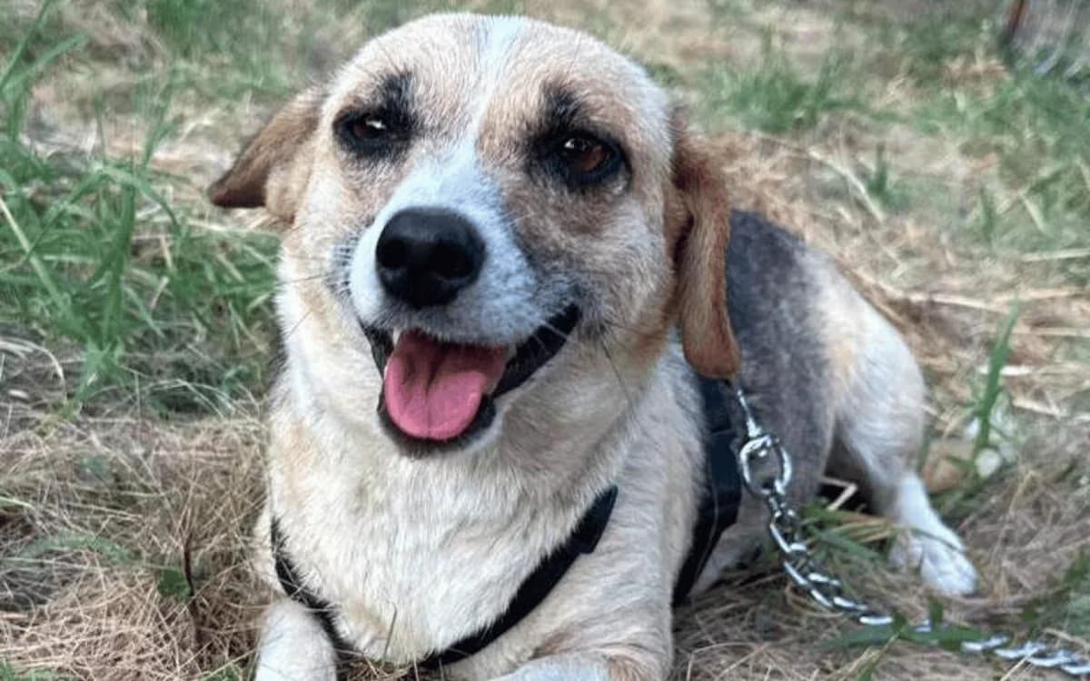 Holly, weiß-schwarz-beige female 6yo Mixed Breed for adoption at Waisenhunde e.V., Wöllstadt