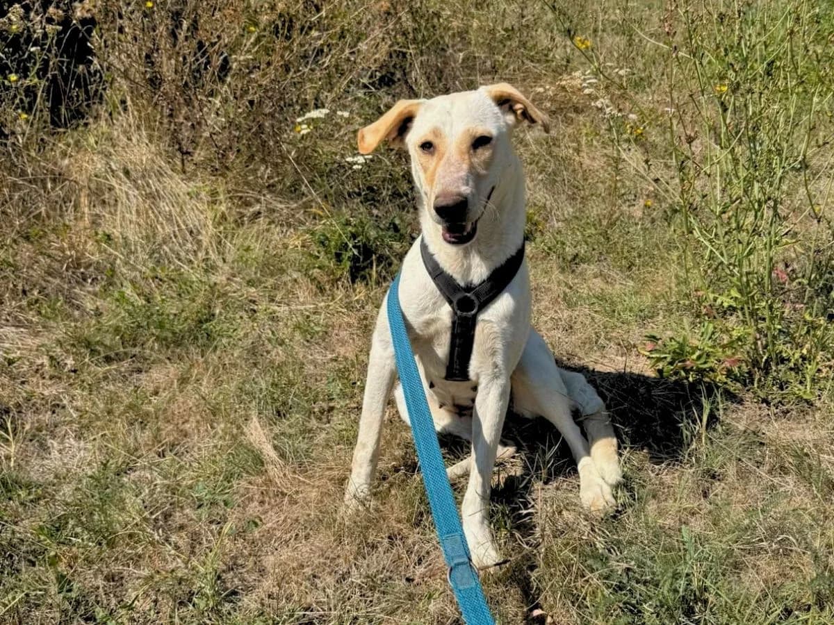 Sunny, blond female 6yo Mixed Breed for adoption at Waisenhunde e.V., Wöllstadt
