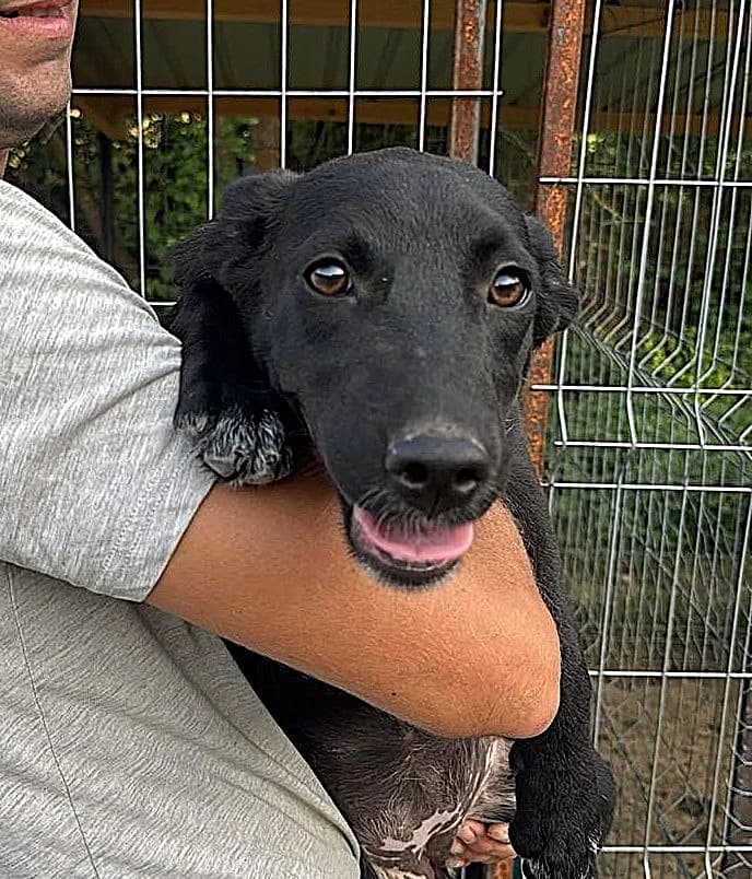 Freya, schwarz female puppy Mixed Breed for adoption at Waisenhunde e.V., Wöllstadt