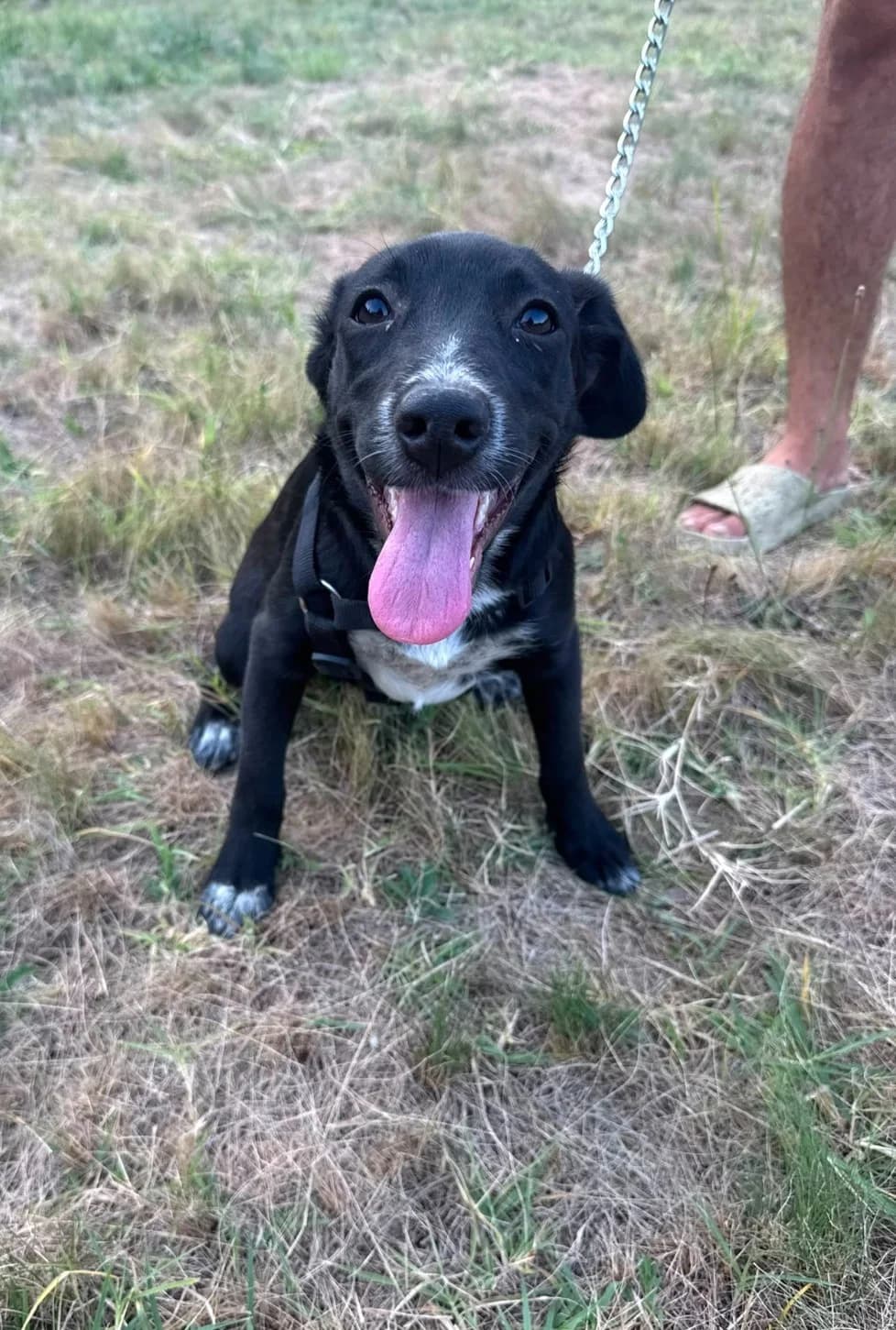 Lucy, schwarz female puppy Mixed Breed for adoption at Waisenhunde e.V., Wöllstadt