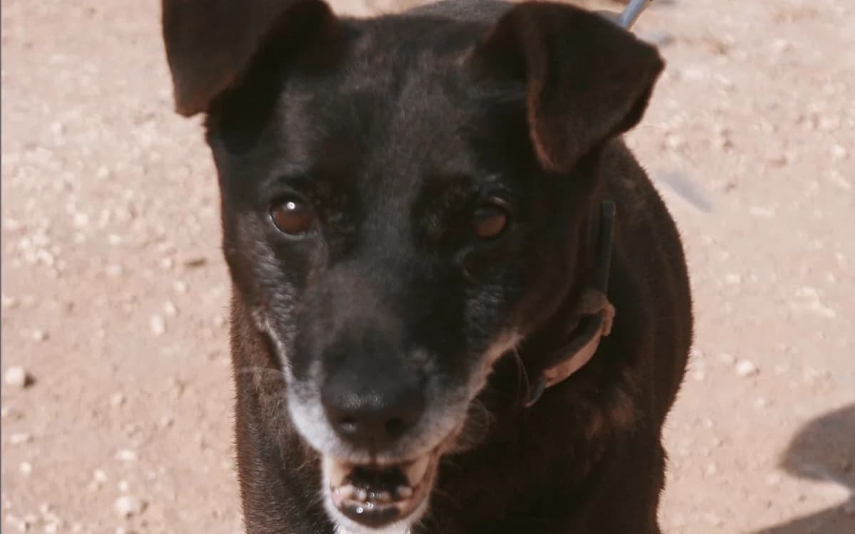 Nuri, schwarz, weiße Brust male senior Mixed Breed for adoption at Waisenhunde e.V., Wöllstadt