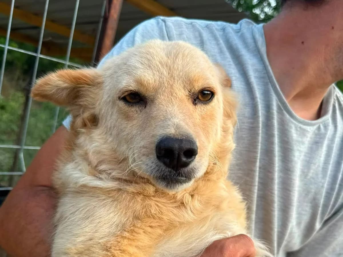 Lotti, beige female 6yo Mixed Breed for adoption at Waisenhunde e.V., Wöllstadt