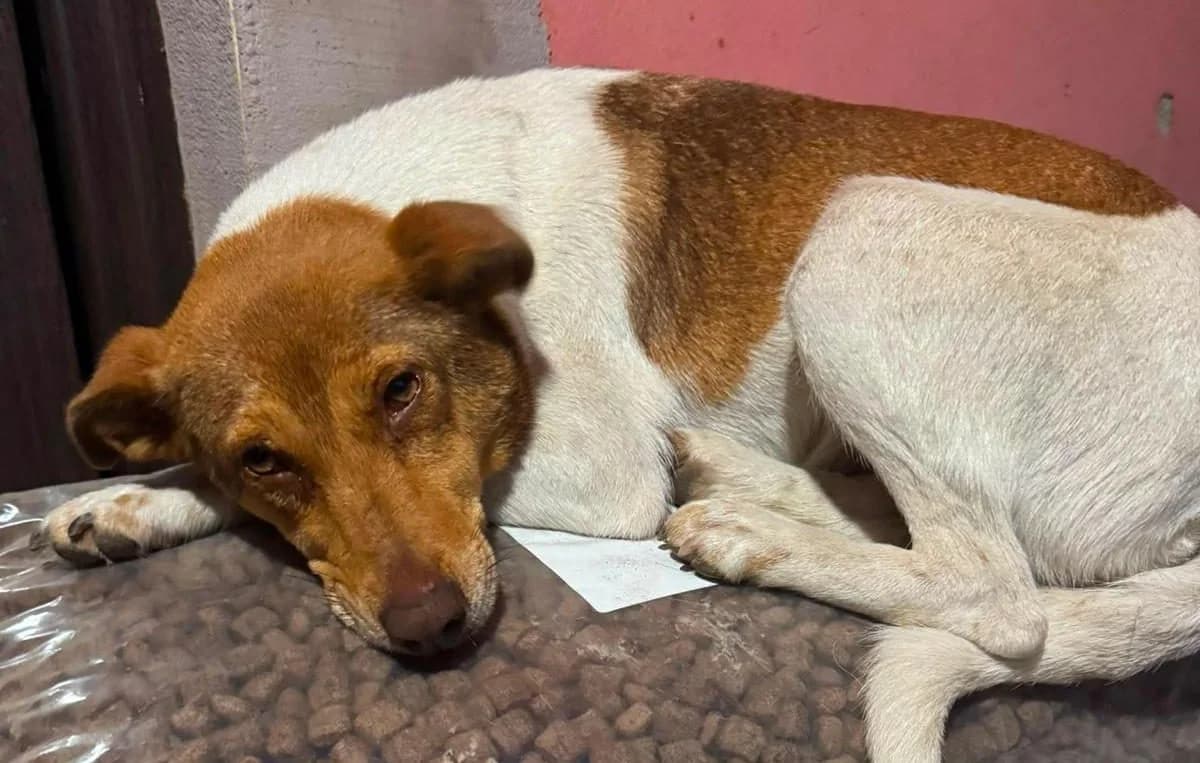 Houdine, weiß/rotbraun female 3yo Mixed Breed for adoption at Waisenhunde e.V., Wöllstadt