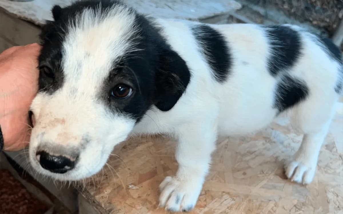 Peter, schwarz-weiß male puppy Mixed Breed for adoption at Waisenhunde e.V., Wöllstadt