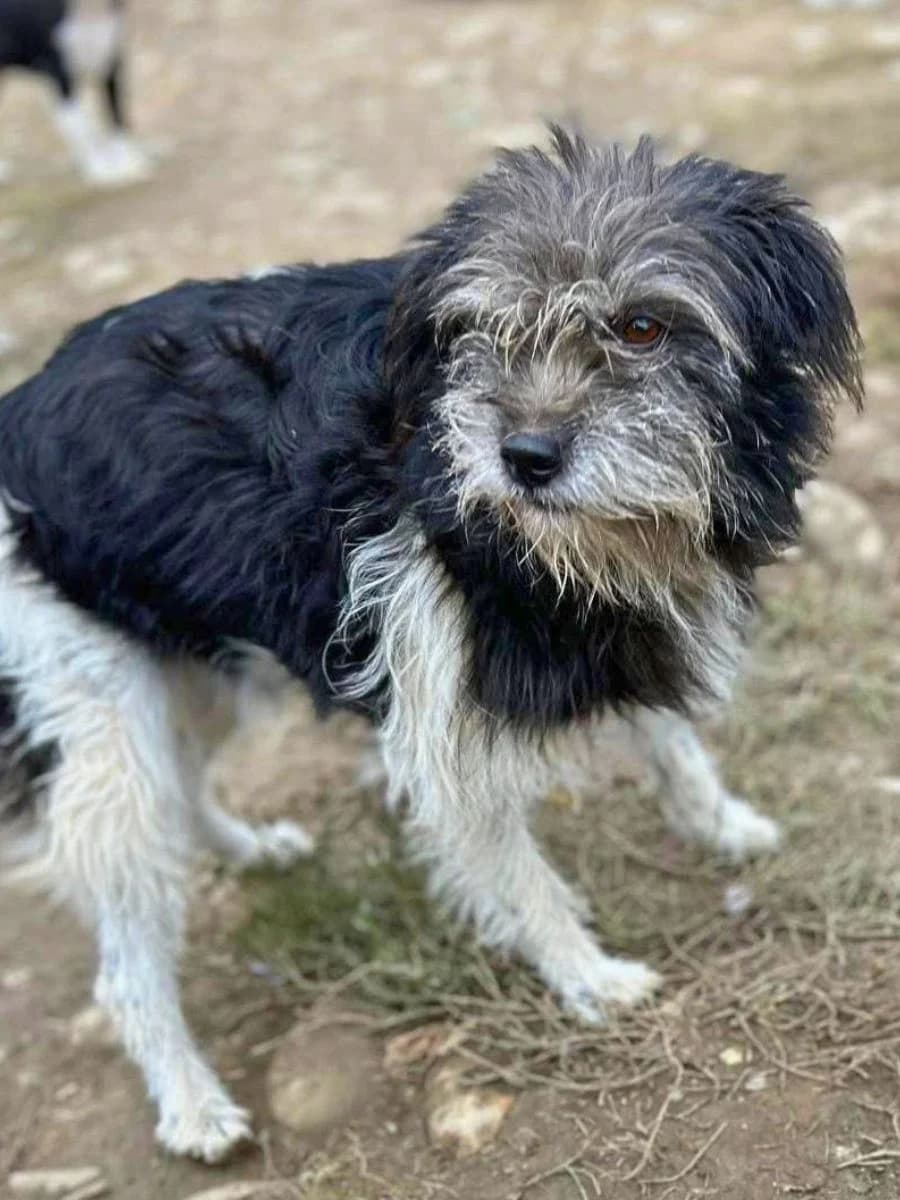Cassandra, schwarz/grau/weiß female 4yo Mixed Breed for adoption at Waisenhunde e.V., Wöllstadt