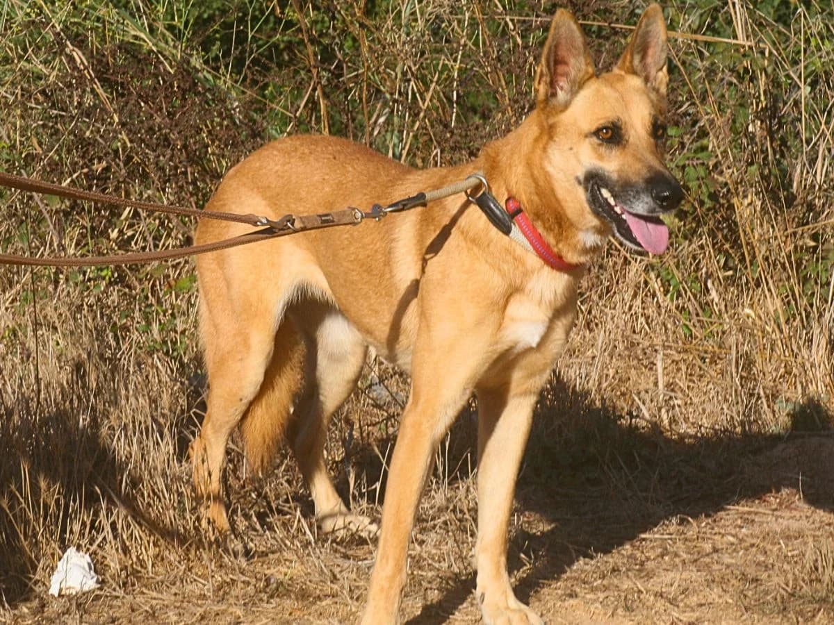 Kari, rotblond mit schwarzer Maske female young German Shepherd for adoption at Waisenhunde e.V., Wöllstadt