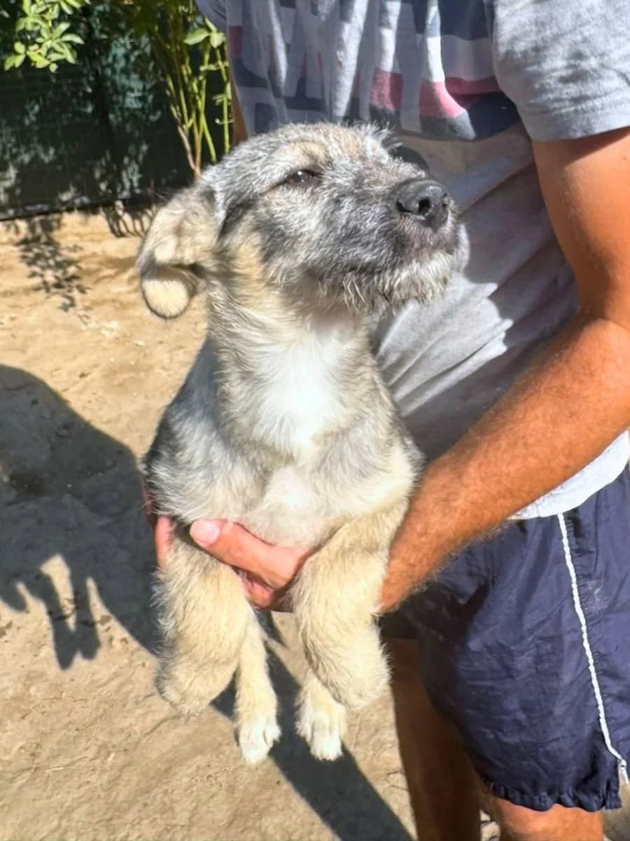 Ulf, grau-beige male puppy Mixed Breed for adoption at Waisenhunde e.V., Wöllstadt
