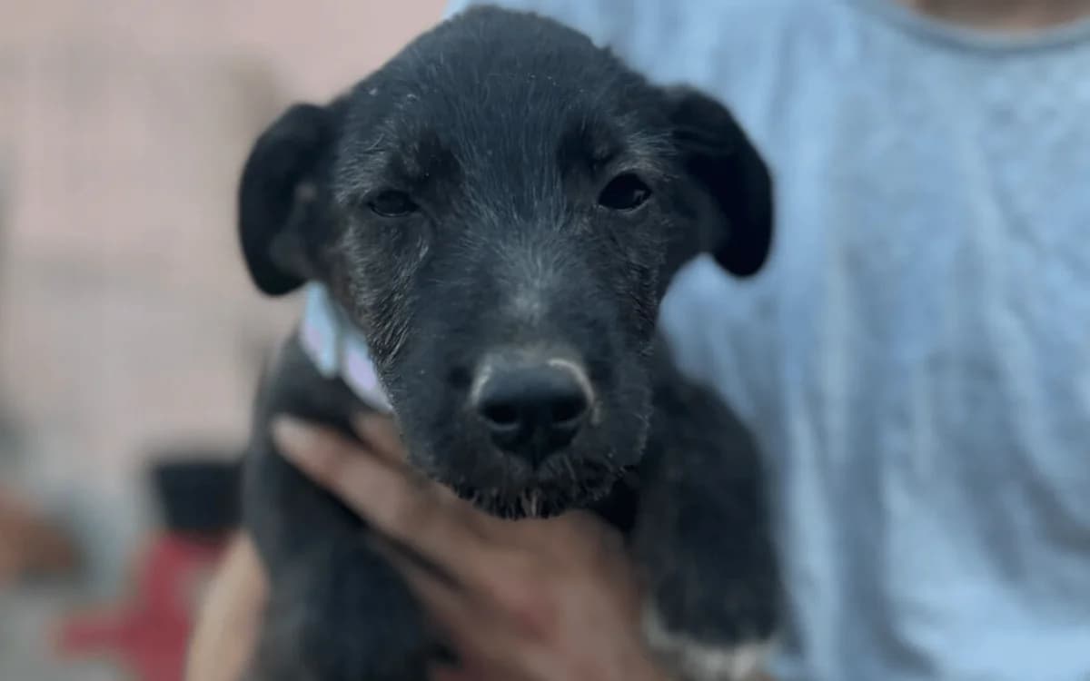 Birk, schwarz-weiß male puppy Mixed Breed for adoption at Waisenhunde e.V., Wöllstadt