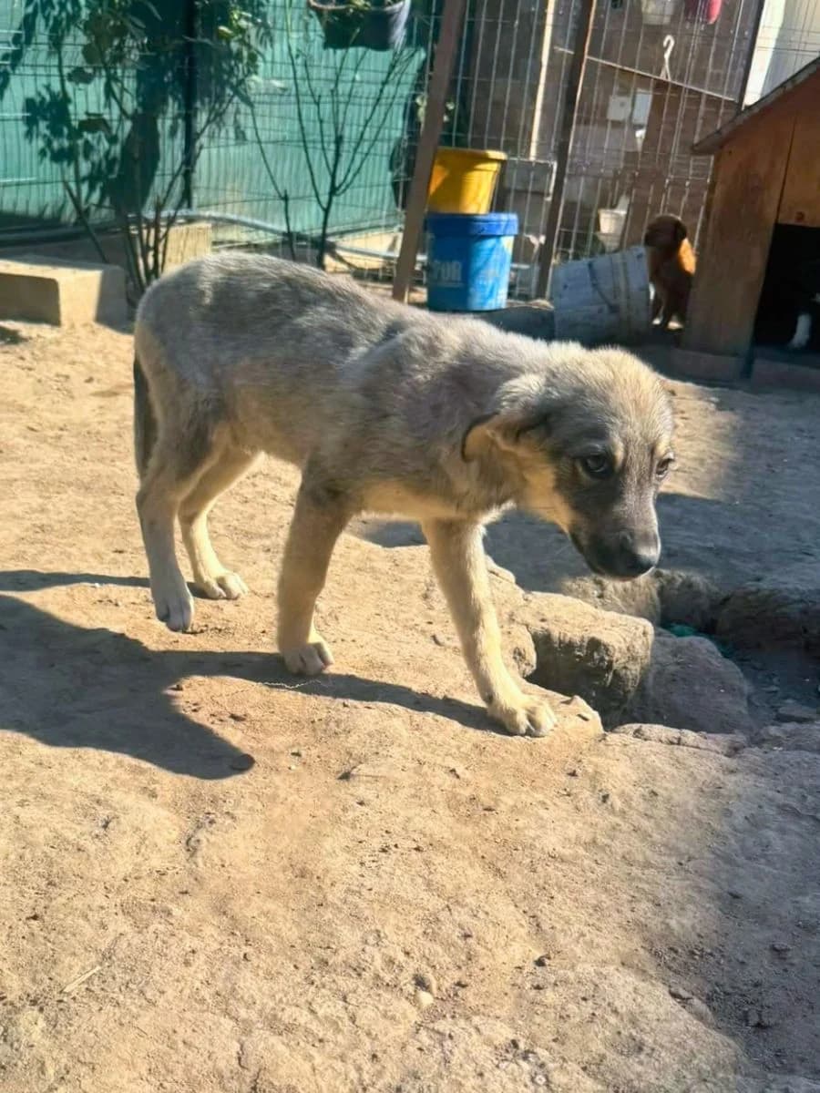 Falk, grau-beige male puppy Mixed Breed for adoption at Waisenhunde e.V., Wöllstadt