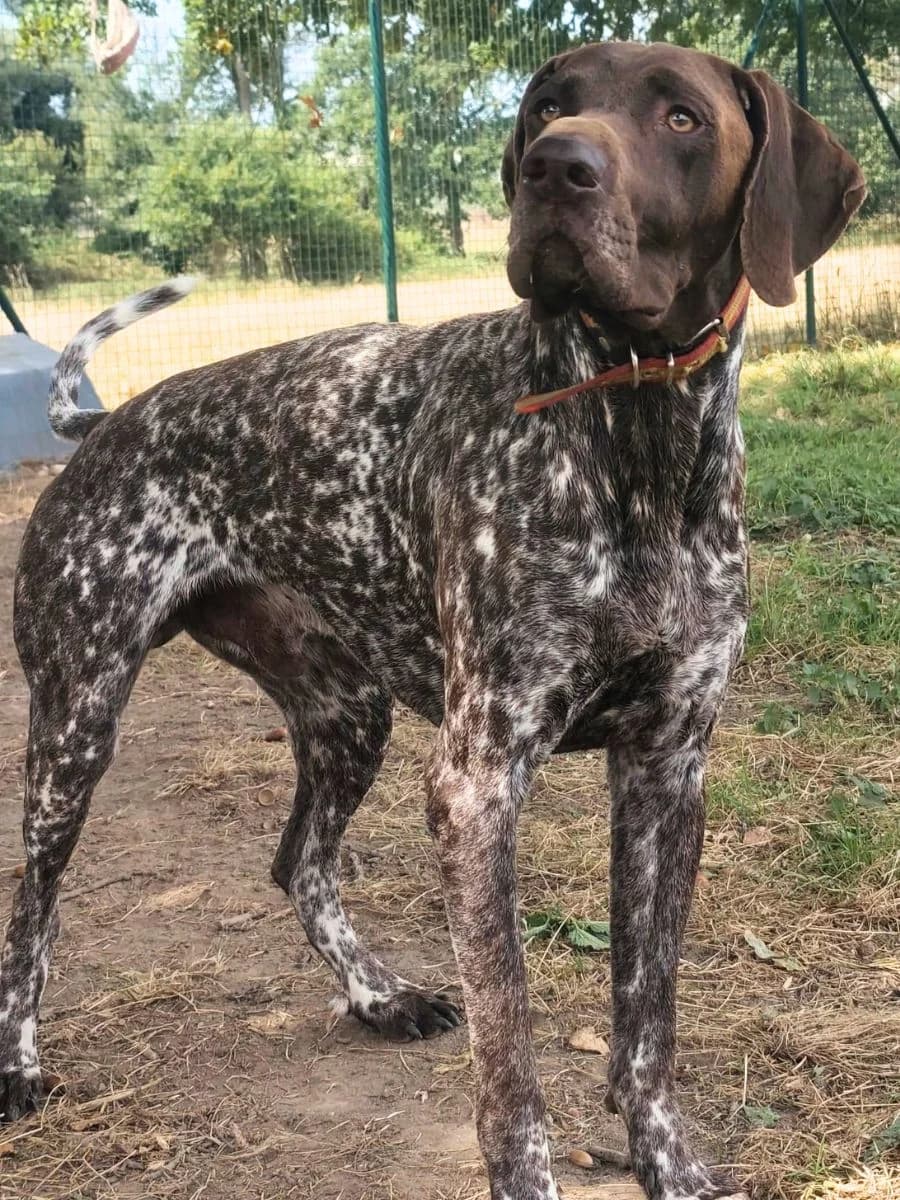 Eros, Braunschimmel mit braunen Platten male young German Shorthaired Pointer for adoption at Waisenhunde e.V., Wöllstadt