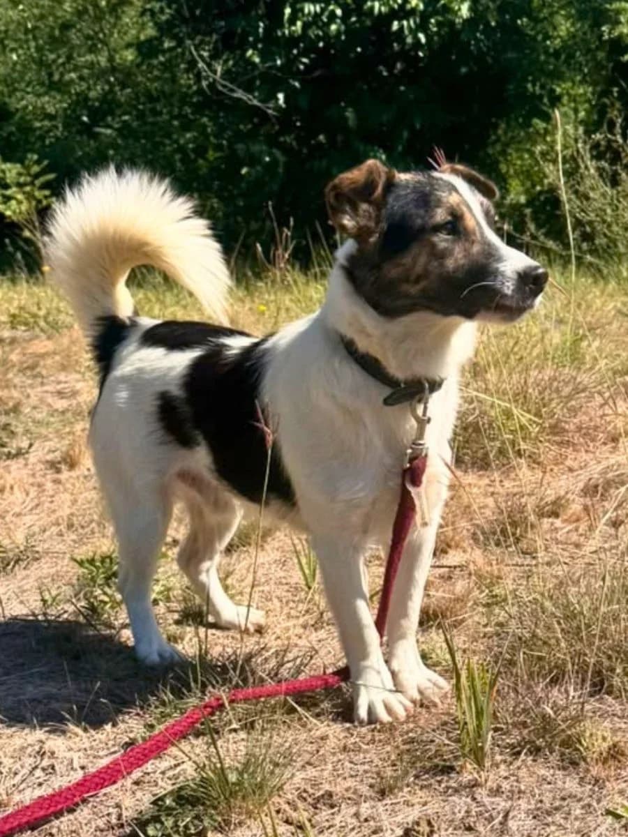 Snoopy, tricolor male young Mixed Breed for adoption at Waisenhunde e.V., Wöllstadt