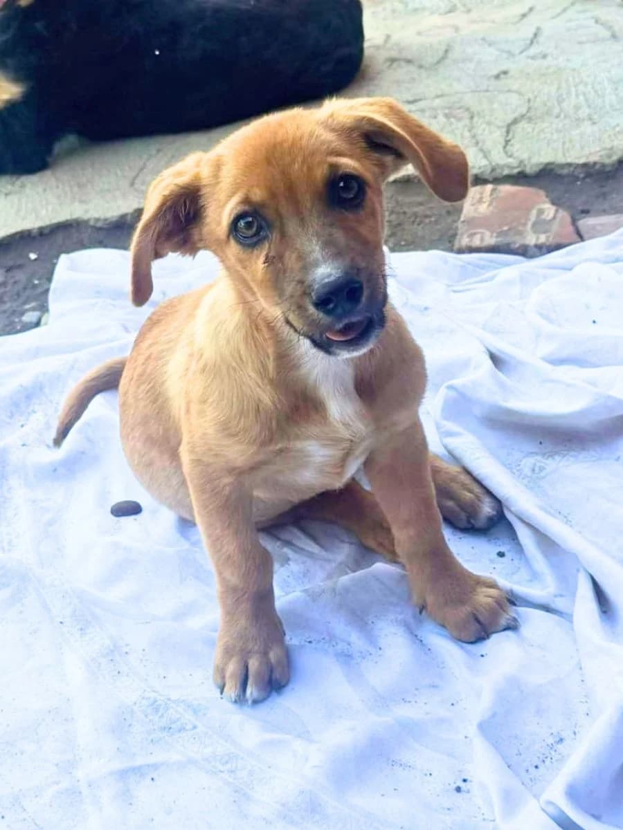 Yuna, braun/weiß female puppy Mixed Breed for adoption at Waisenhunde e.V., Wöllstadt
