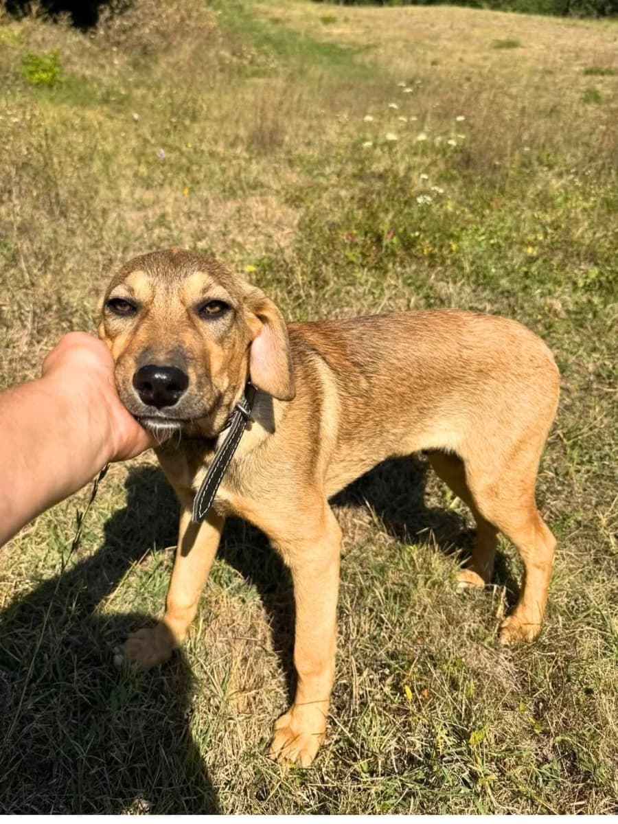 Finn, hellbraun male puppy Mixed Breed for adoption at Waisenhunde e.V., Wöllstadt