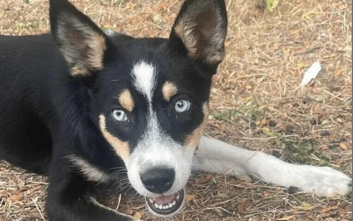 Bluey, tricolor male puppy Mixed Breed for adoption at Waisenhunde e.V., Wöllstadt