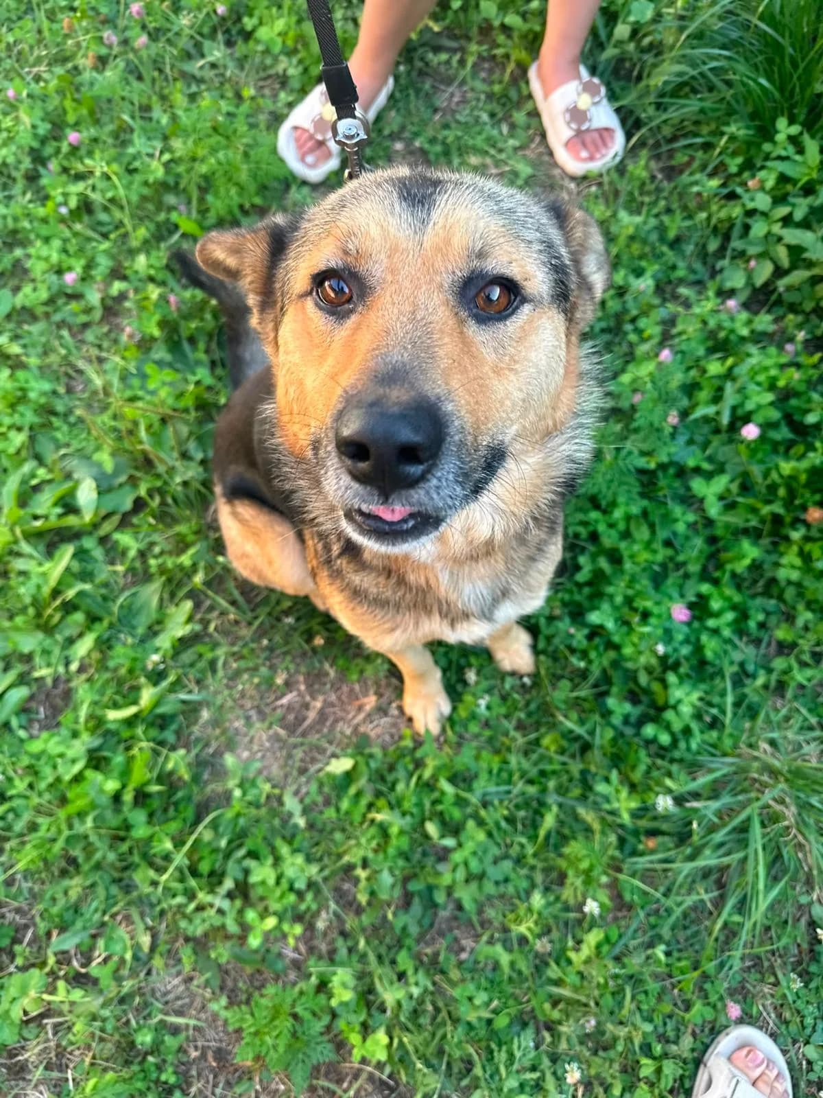 Otto, schwarz/Tan male senior German Shepherd for adoption at Waisenhunde e.V., Wöllstadt