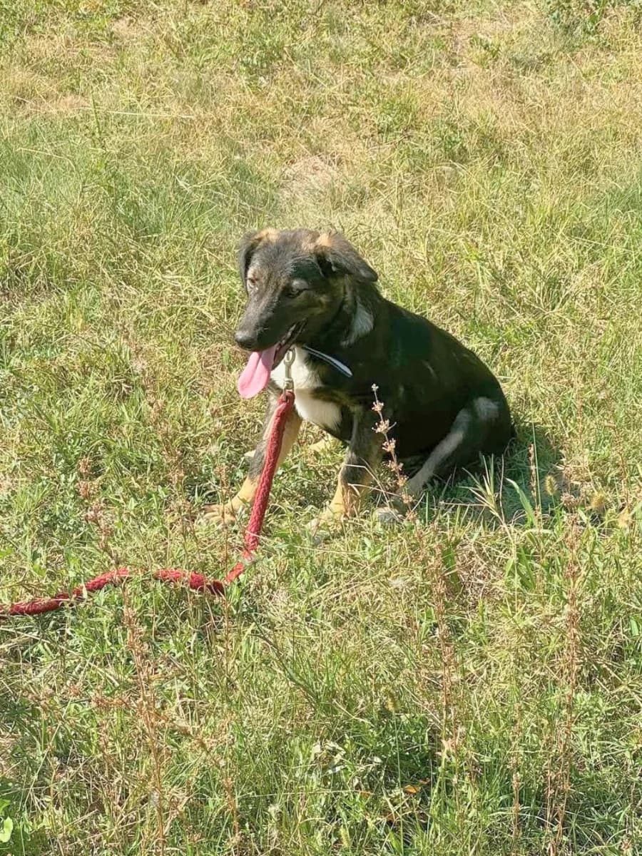 Pepe, braun/schwarz male puppy Mixed Breed for adoption at Waisenhunde e.V., Wöllstadt