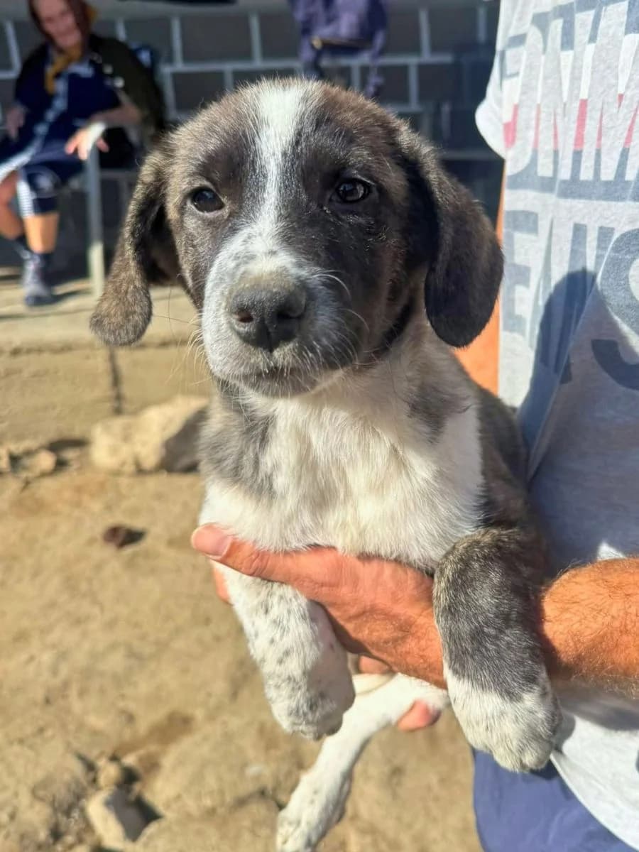 Lulu, weiß/braun gestromt female puppy Mixed Breed for adoption at Waisenhunde e.V., Wöllstadt
