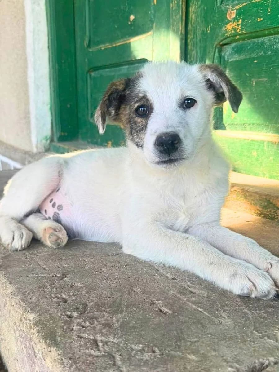 Klara, weiß mit braun/grau female puppy Mixed Breed for adoption at Waisenhunde e.V., Wöllstadt