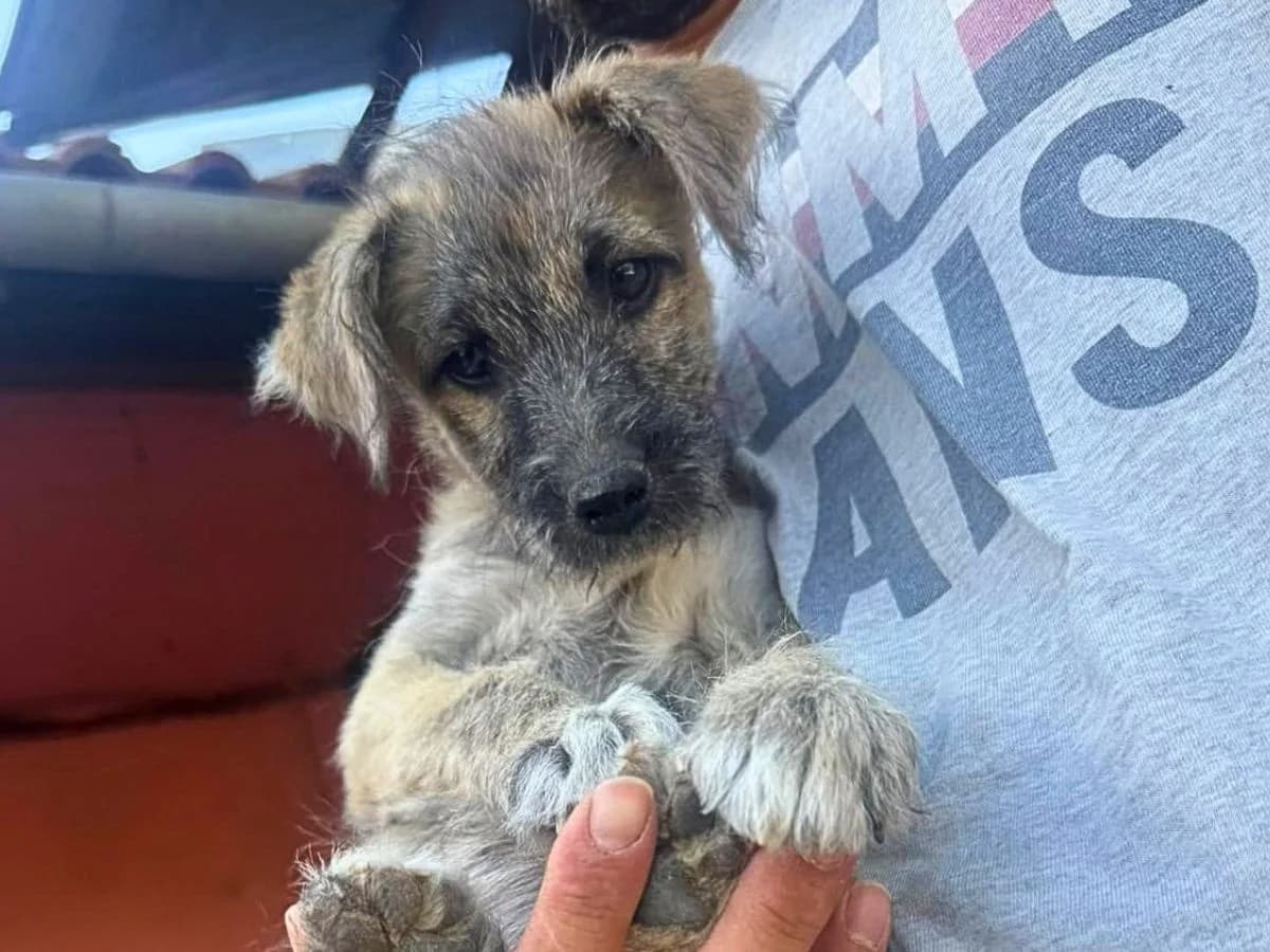 Franek, grau schattiert male puppy Mixed Breed for adoption at Waisenhunde e.V., Wöllstadt