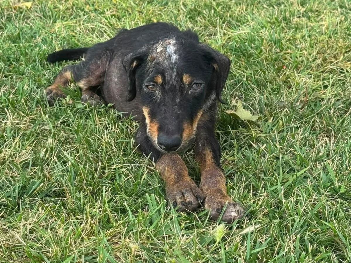 Yoshi, schwarz/braun male puppy Mixed Breed for adoption at Waisenhunde e.V., Wöllstadt