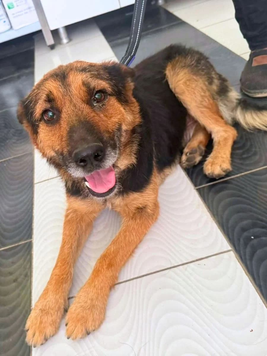 Karl, schwarz/braun male 7yo German Shepherd for adoption at Waisenhunde e.V., Wöllstadt