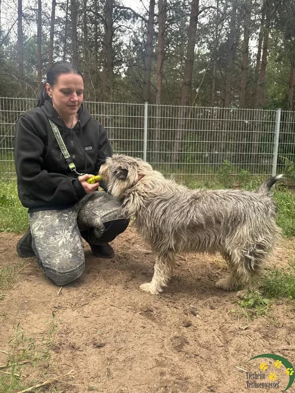 Chili (mit Video), male Mixed Breed for adoption at Waldtierheim (Tierheim Verlorenwasser)