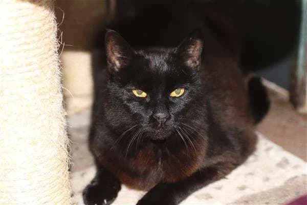 Darky und Marlein, male Mixed Breed for adoption at Waldtierheim (Tierheim Verlorenwasser)