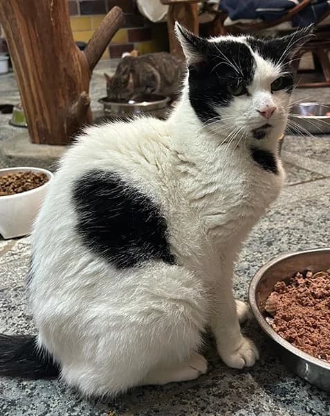 Karlchen, male Mixed Breed for adoption at Waldtierheim (Tierheim Verlorenwasser)