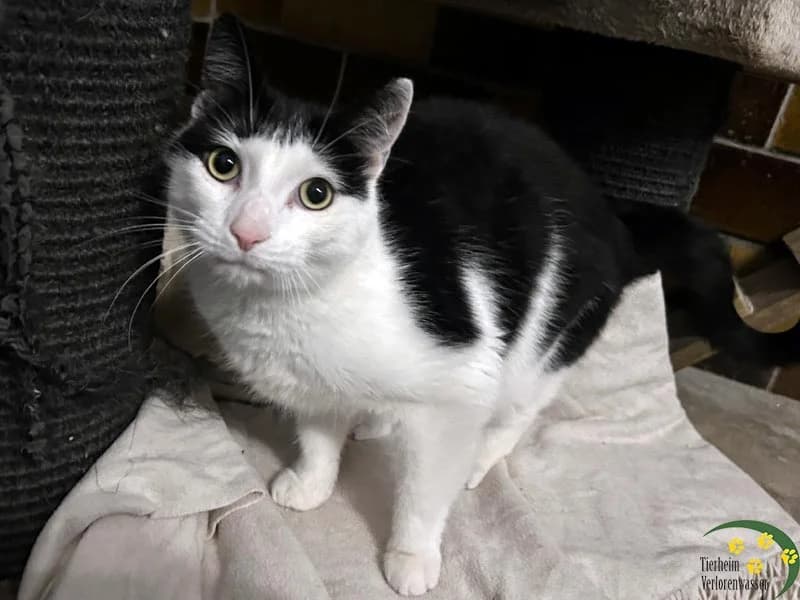 Krümel, male Mixed Breed for adoption at Waldtierheim (Tierheim Verlorenwasser)