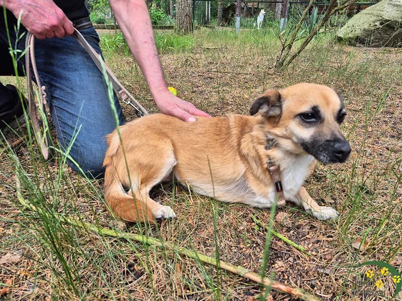 Uma (mit Video), female Mixed Breed for adoption at Waldtierheim (Tierheim Verlorenwasser)