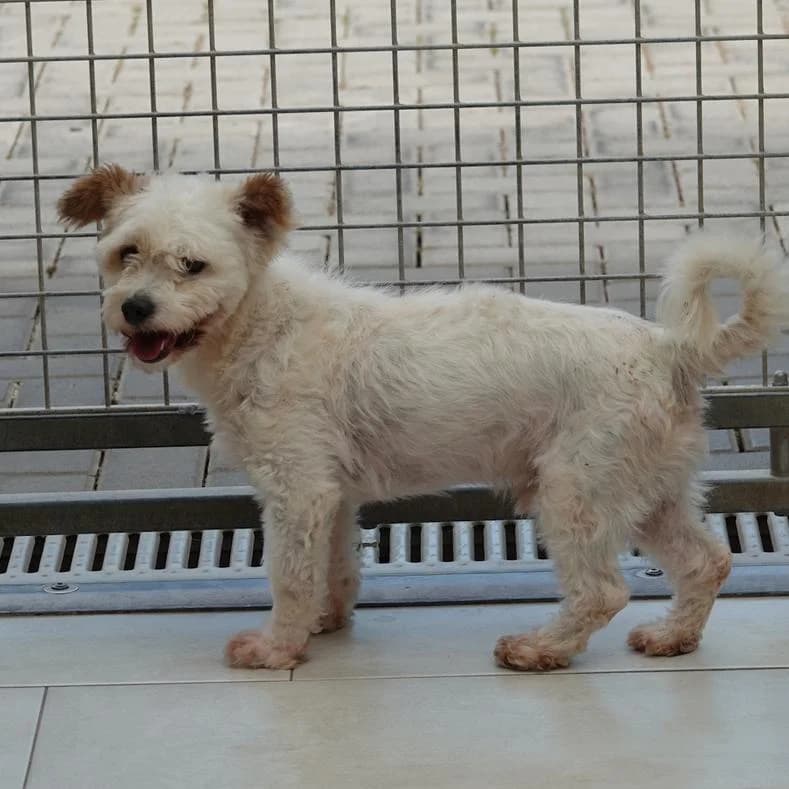 Elvis, male 6yo Mixed Breed for adoption at Name, Kassel