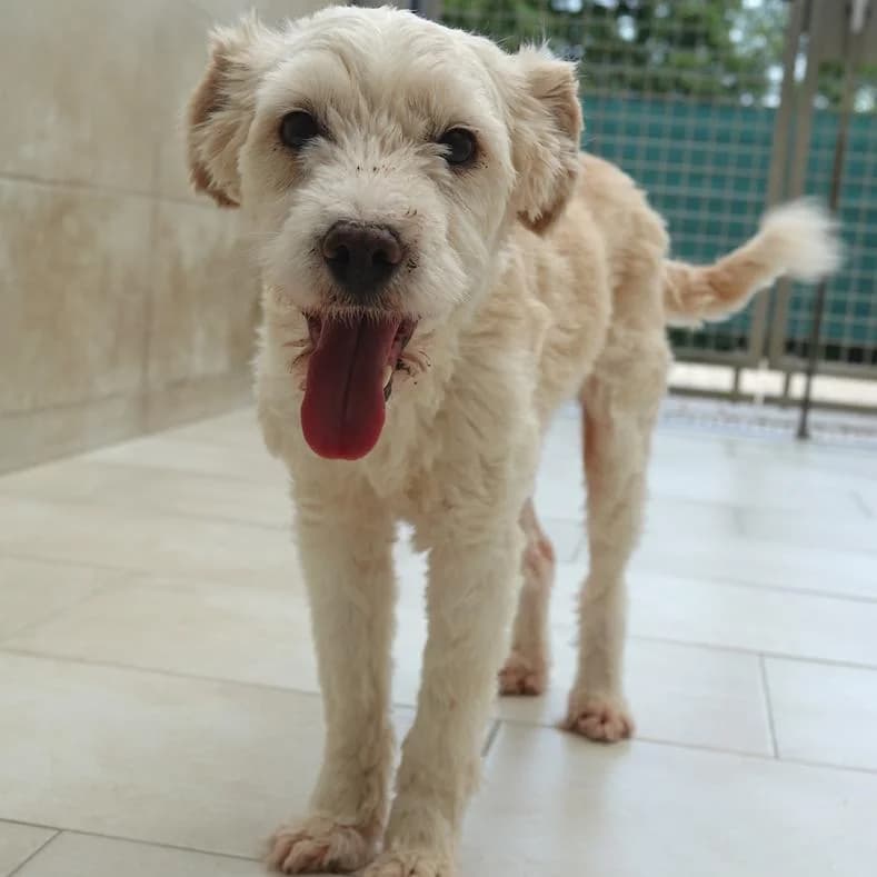 Elsa, female 6yo Mixed Breed for adoption at Name, Kassel