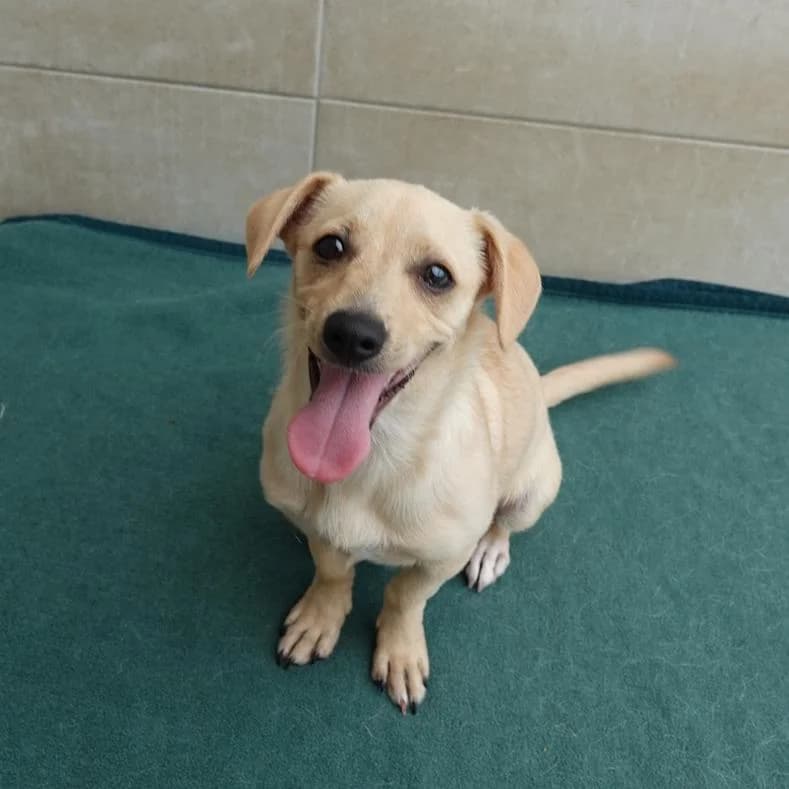 Joker, male puppy mixed breed for adoption at Name, Kassel