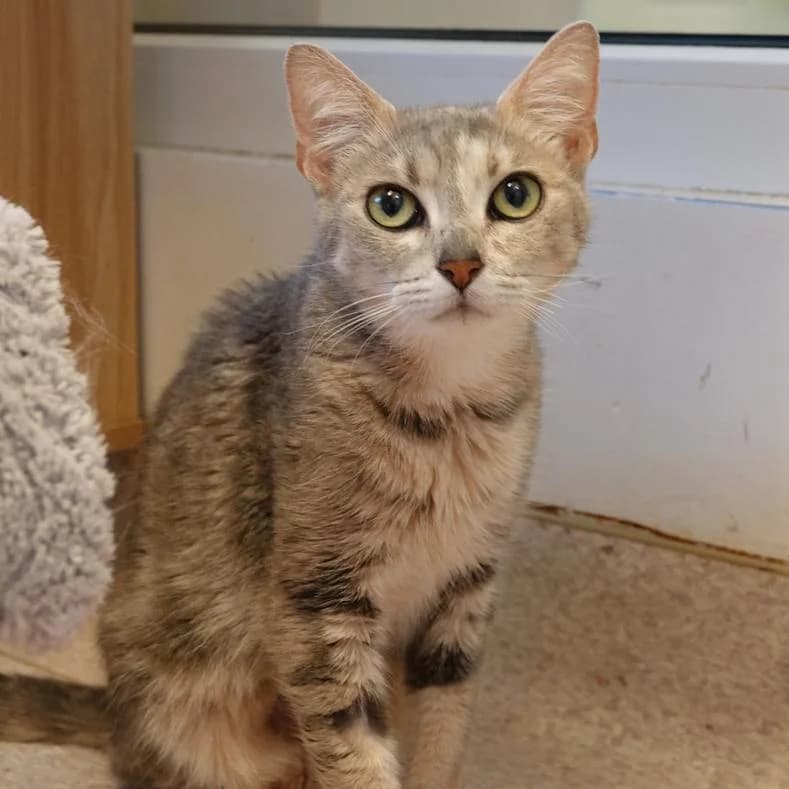 Beastie, female 4yo European Shorthair for adoption at Name, Kassel