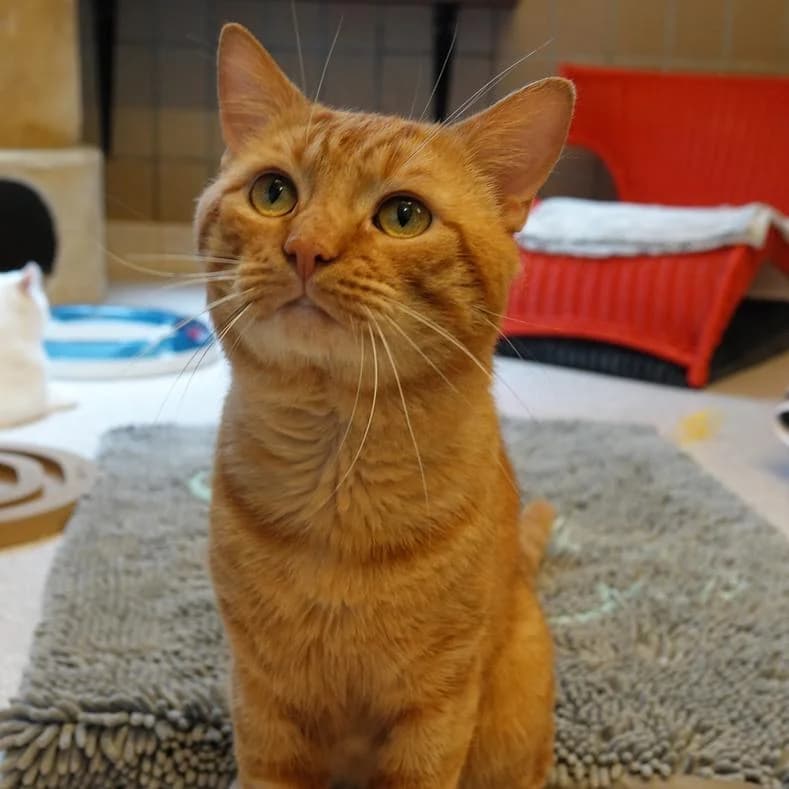Cheddar, male 4yo European Shorthair for adoption at Name, Kassel
