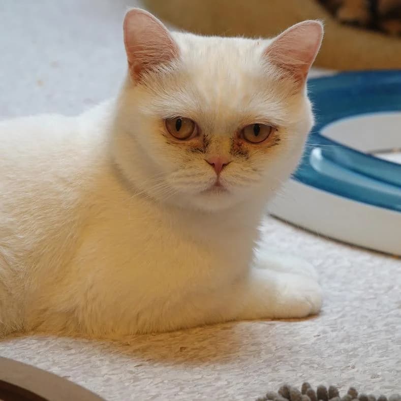 Cindy, female young British Shorthair for adoption at Name, Kassel