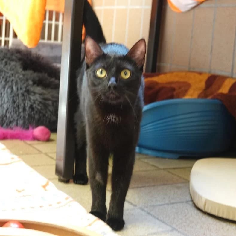 Spatzle, female young European Shorthair for adoption at Name, Kassel