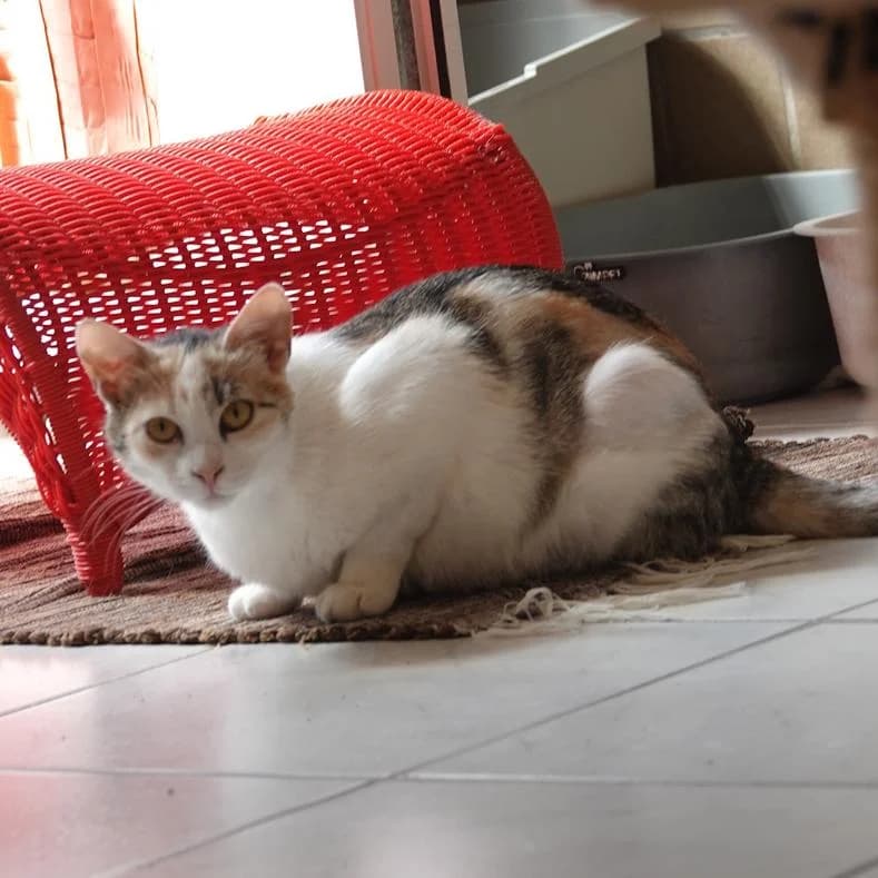 Otilia, female 4yo European Shorthair for adoption at Name, Kassel