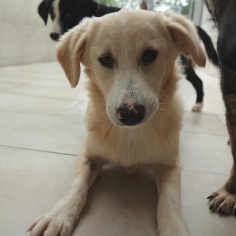 Alice, female puppy Mixed Breed for adoption at Name, Kassel