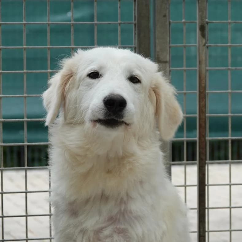 Sam, male puppy Mixed Breed for adoption at Name, Kassel