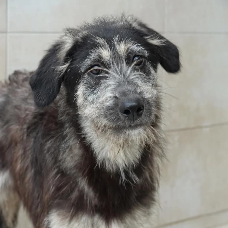 Sally, female puppy Mixed Breed for adoption at Name, Kassel