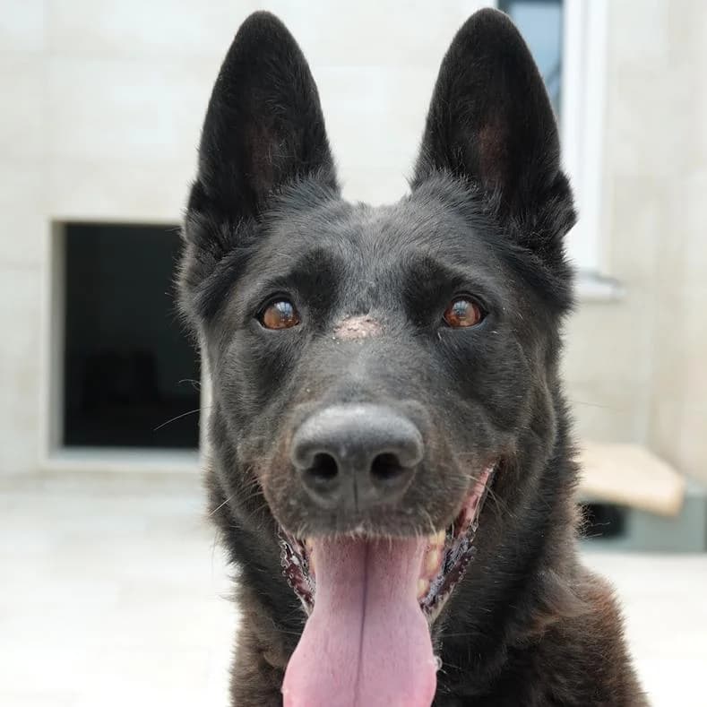 Bonny, female senior Mixed Breed for adoption at Name, Kassel