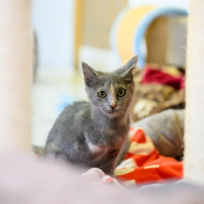 Gina, female puppy European Shorthair for adoption at Name, Kassel