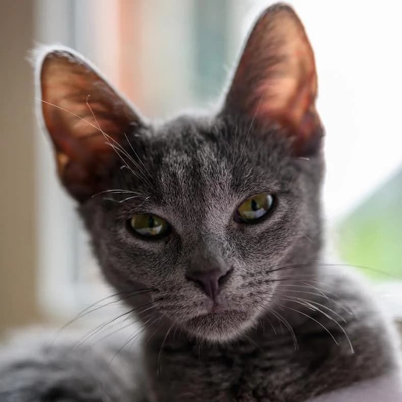 Grig, male puppy European Shorthair for adoption at Name, Kassel