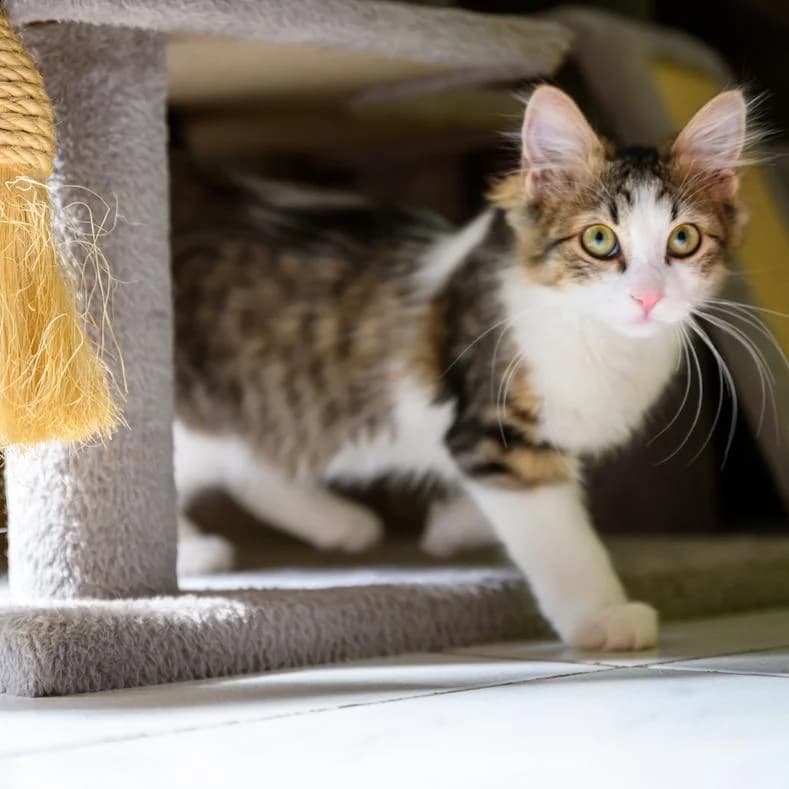 Mogio, male puppy European Shorthair for adoption at Name, Kassel